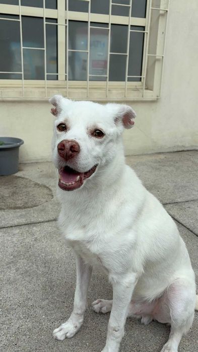 Snow para adoção responsável