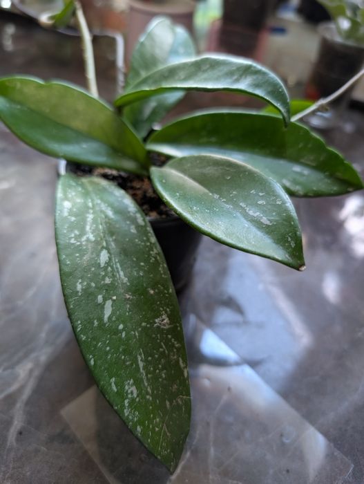 Кімнатні рослини