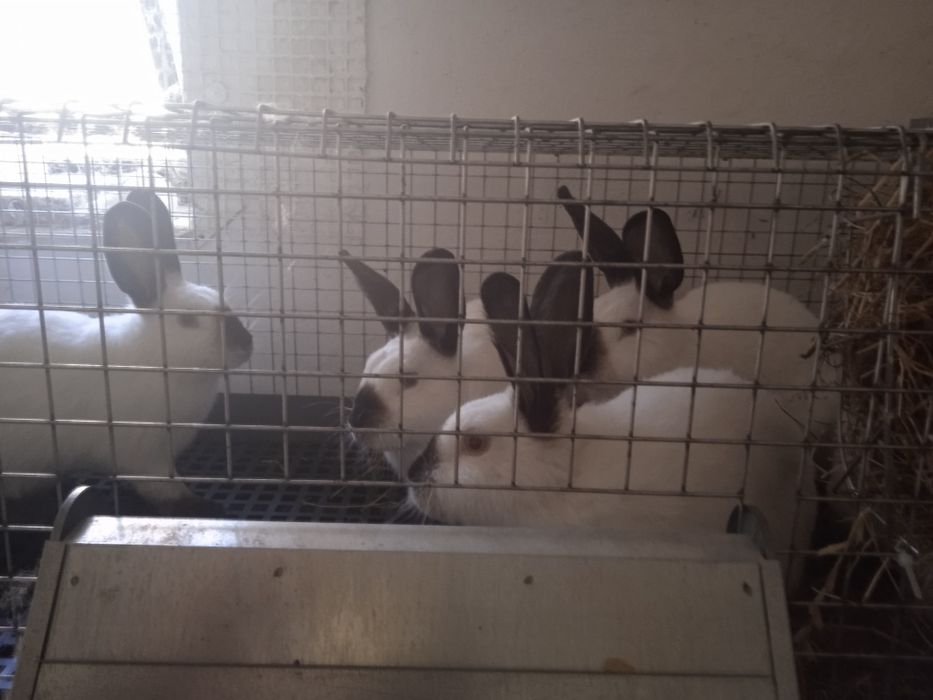 Królik Kalifornijski, młodzież, sprzedaż do wiosny