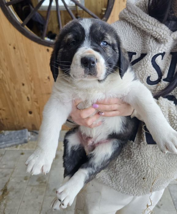 Owczarek środkowowazjatcki