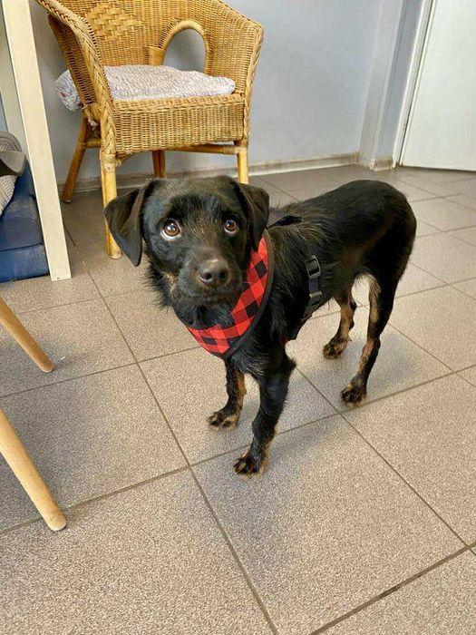 REKSIO pies szczeniak adopcja schronisko