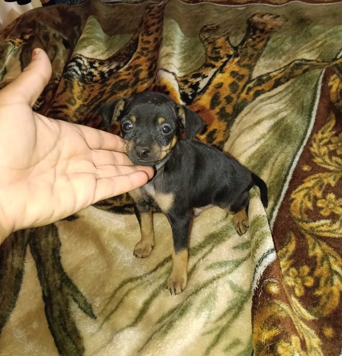 Pinscher miniatura macho