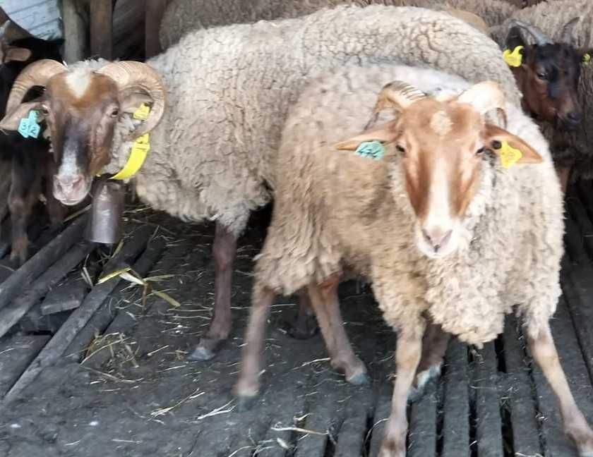 Ovelhas de raça saloia