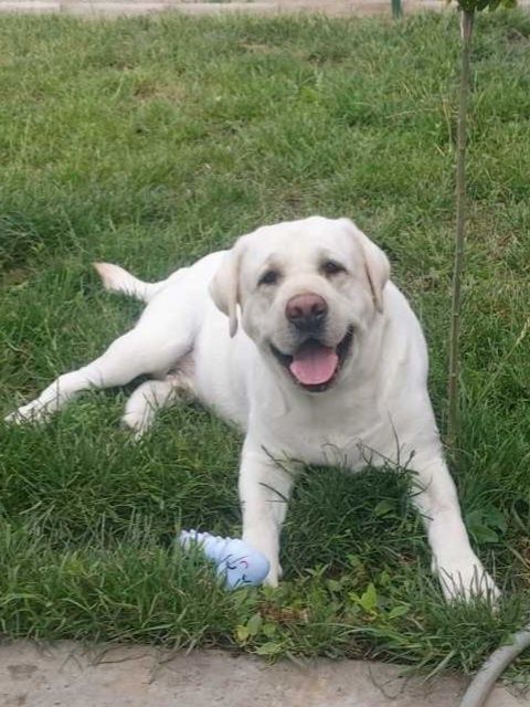 Вязка  Лабродор ретривер