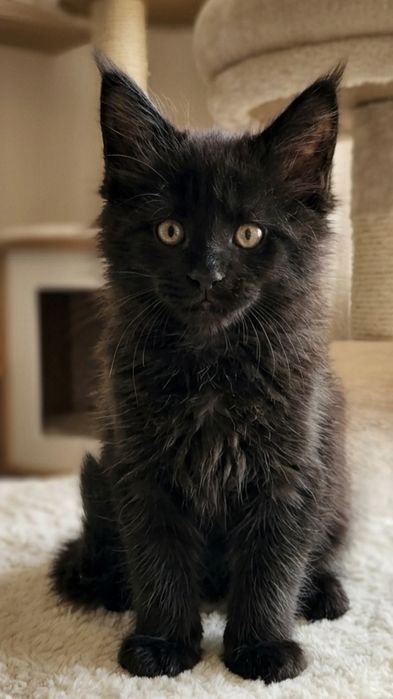 Maine coon kocurek