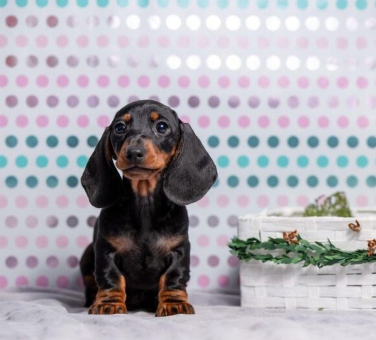 Витонченість у мініатюрі — цуценята такси чорно-підпалого окрасу