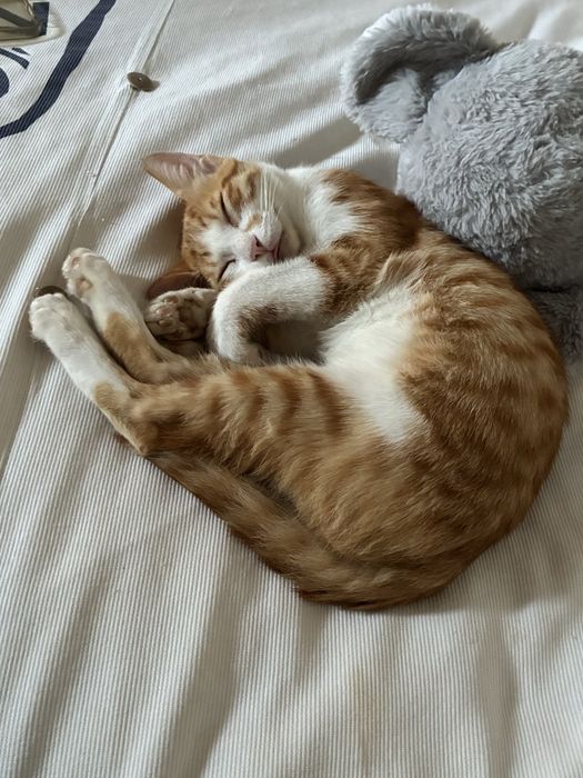 Gatinho para adoção