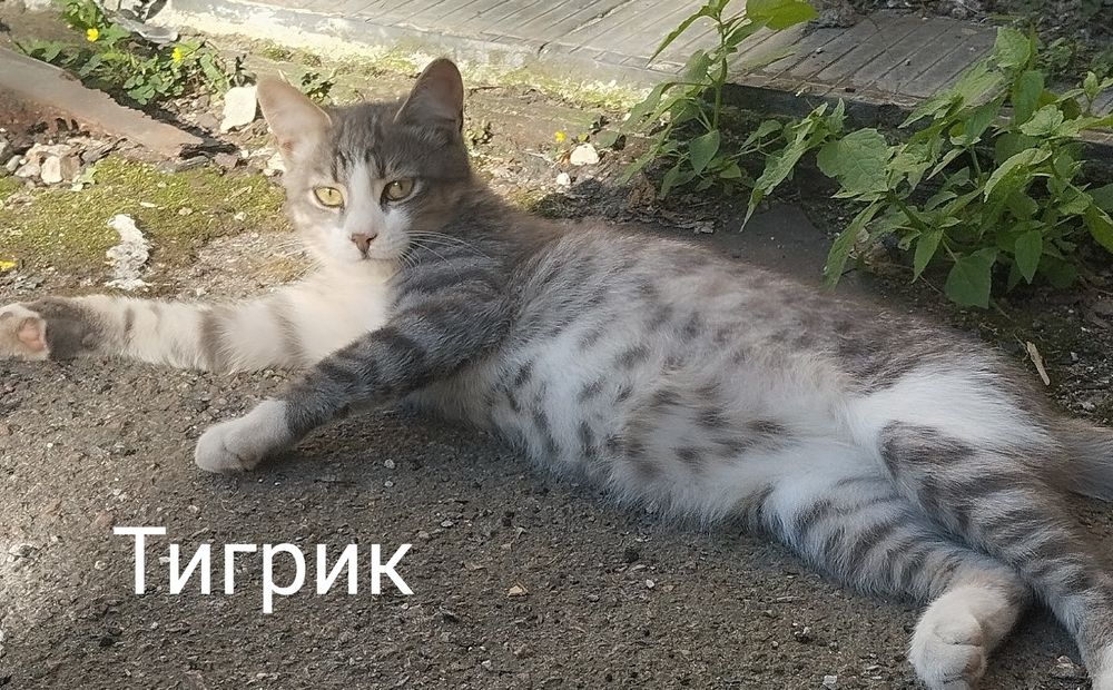 Безкоштовно котик