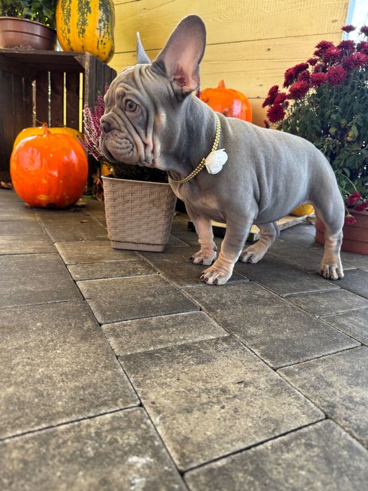 Buldog Francuski dziewczynka Lilac tan