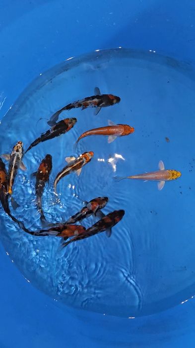 Carpas Koi - origem japonesa 17-20cm