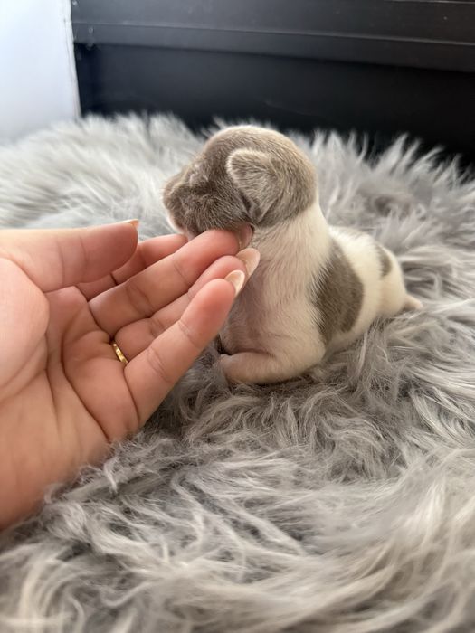 Menina  Chihuahua  lindissima “ de bolso.