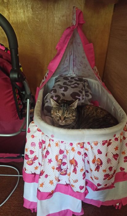 Передержка животных