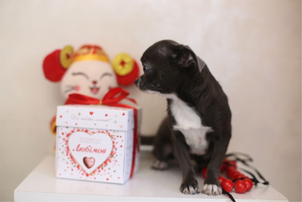 Голубая девочка чихуа стандарт