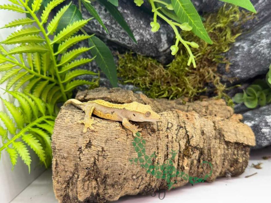 Gekon orzęsiony Gekony orzęsione Grudziądz