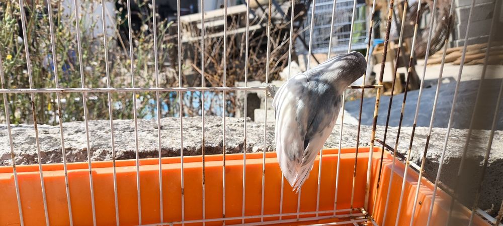 Várias aves disponíveis
