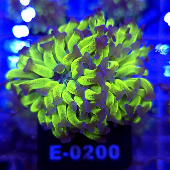 Euphyllia Paraancora Toxic Fluo Grafted 2 głowy LPS koralowce