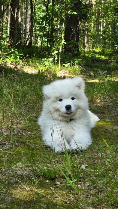 Piesek Samoyed ZKwP FCI