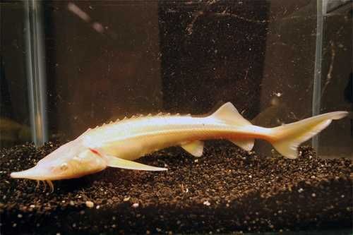 Jesiotr Sterlet Albino Czeczuga 20-25cm DO OCZKA STAWU (Acipenser ruthenus) AKWAWIN