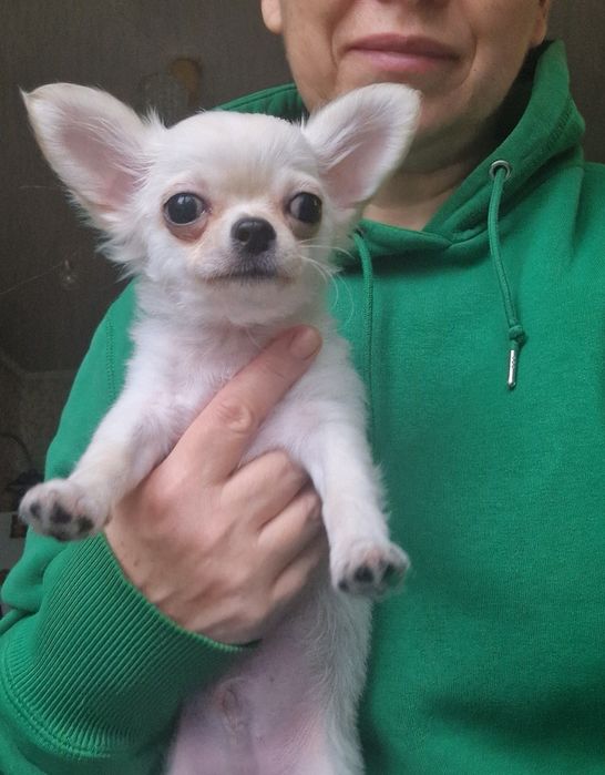 Сладун!!! Чихуахуа