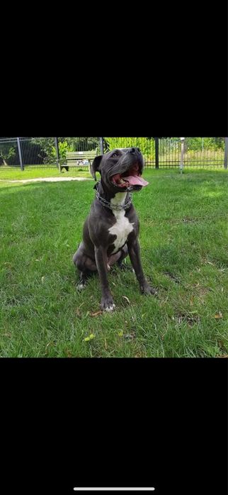 Oddam za darmo – 8-letni amstaff Rolo