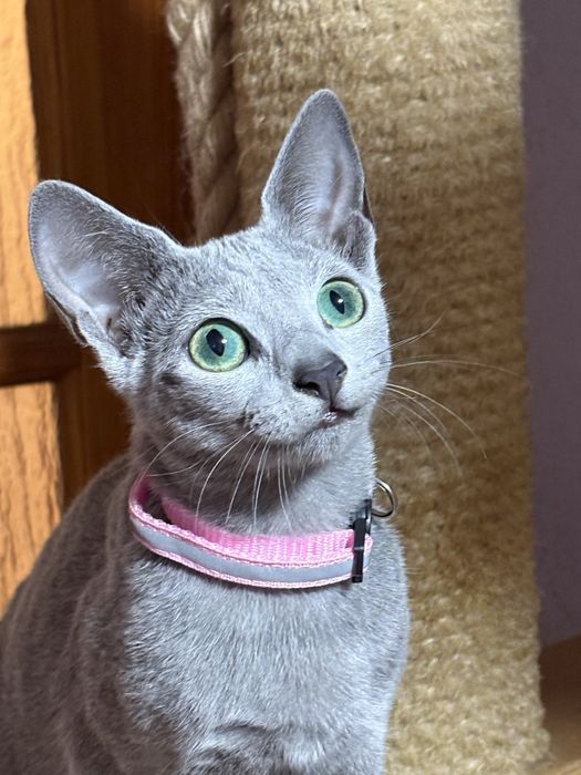 Kotka rosyjska niebieska