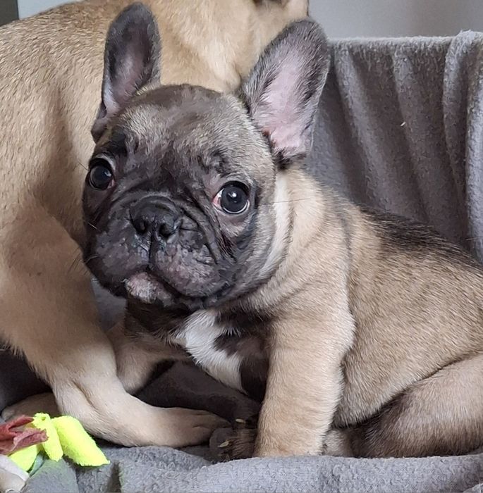 Buldog francuski