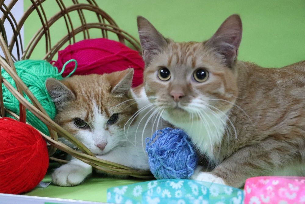 Рыжий котенок ищет дом!