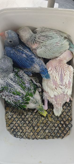 Ring necks bebés