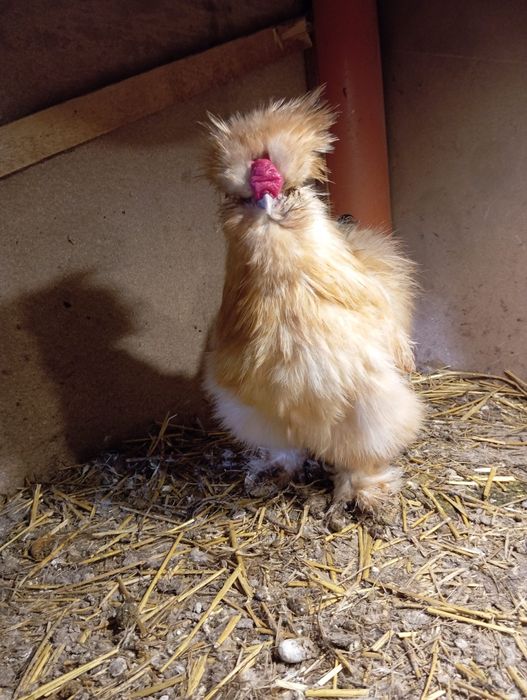 Kury araukany kury silki kury rosy naturalne ekologiczne kury araukany