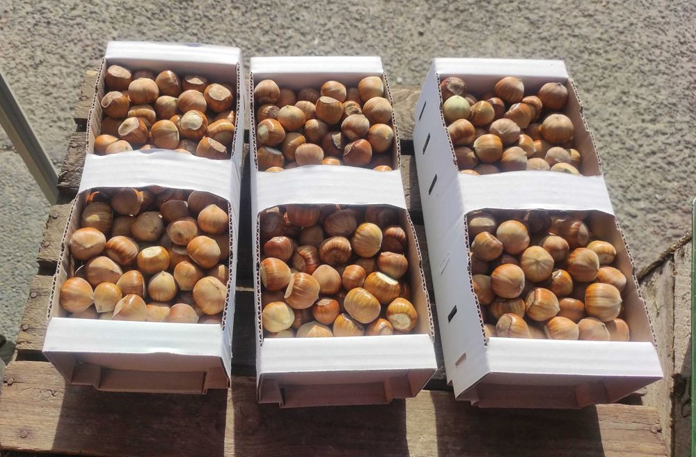 Orzechy laskowe w łupinie/łuskane prosto z Bieszczad [3kg]