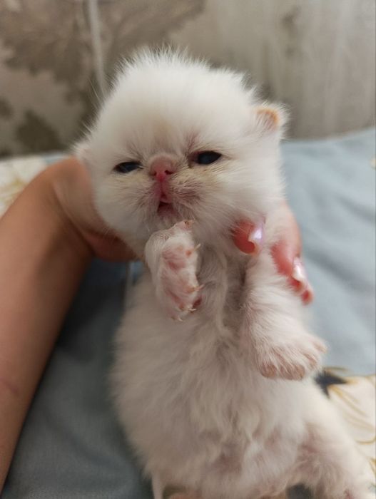 Продам чудових кошеняток