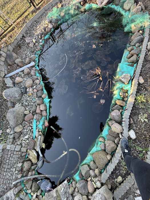 Rośliny do oczka wodnego, grzybienie + strumyk