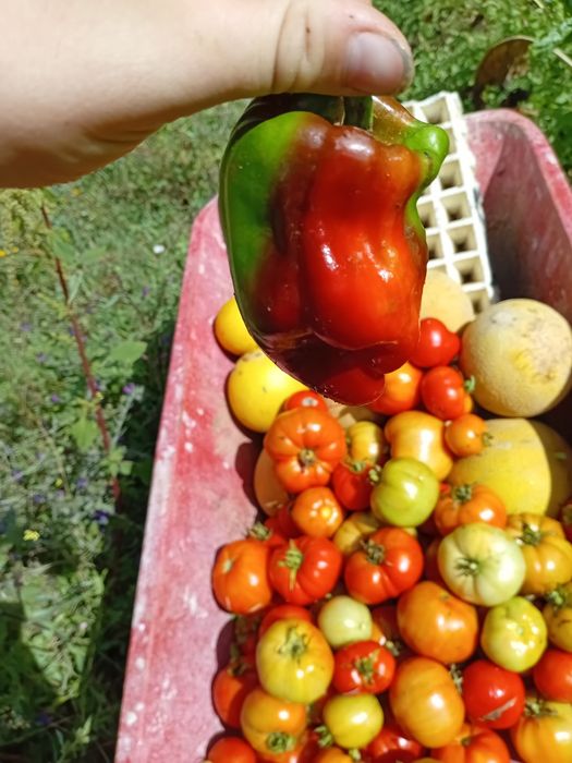 Vendemos legumes