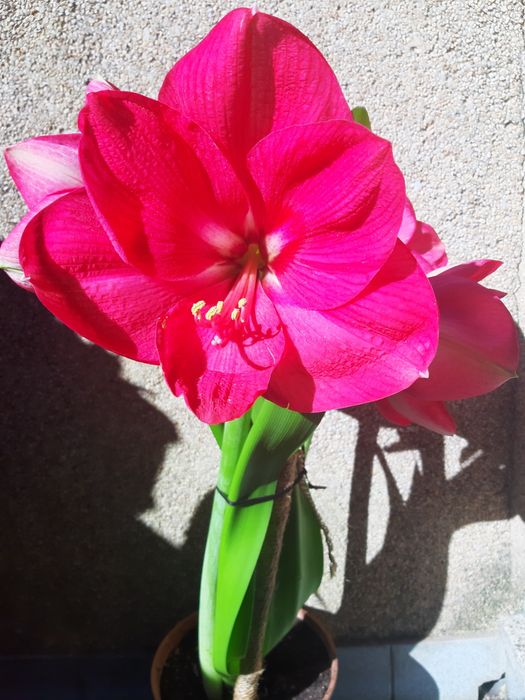 Vendo esta planta com o vaso