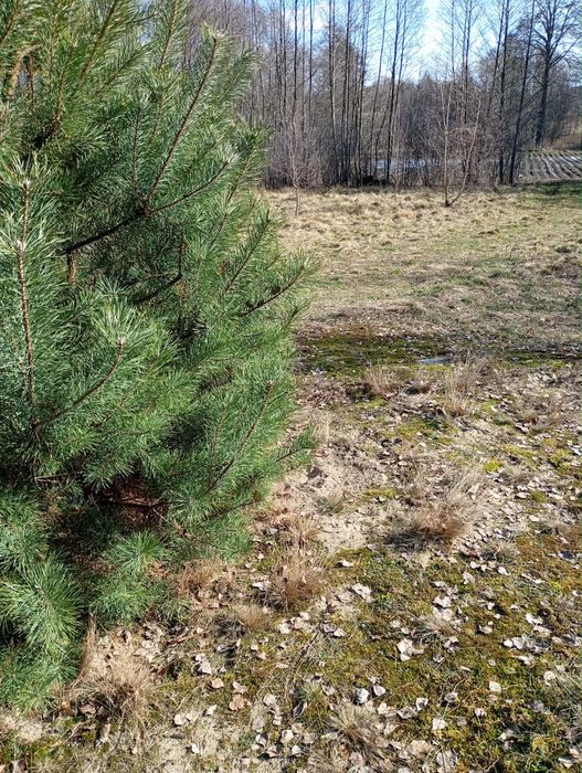 Działka o powierzchni 5287 m2