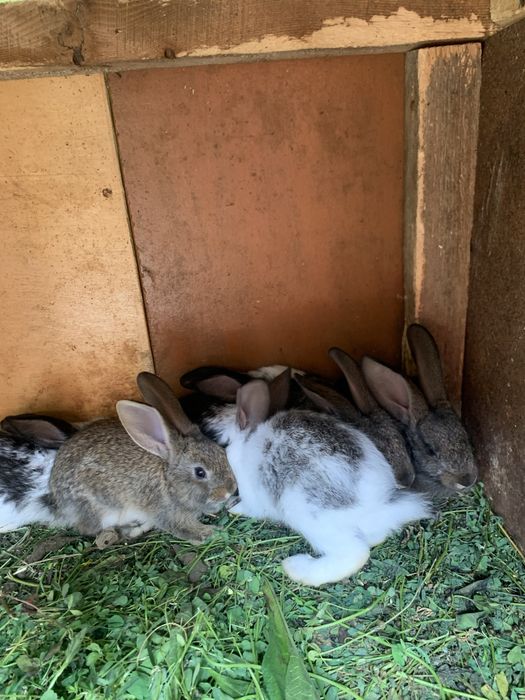 Молодняк кроликів різних порід від 1,5,2,5,3 місяців є самочки,і самці