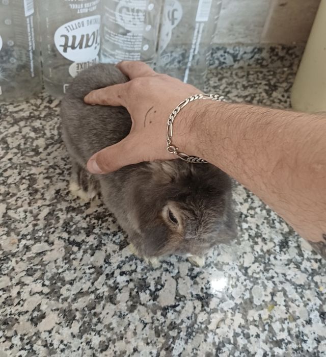 Mini nini anão holandês