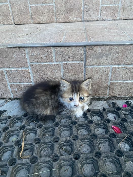 Котик | Кіт | Кішка | різних кольорів