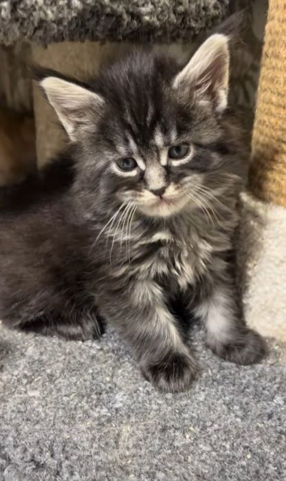 Мейн-кун котята для вас