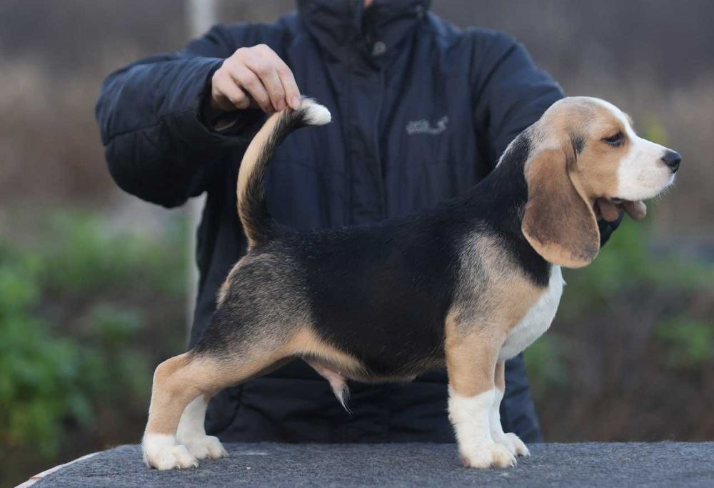 Хлопчик бігль, з розплідника  документи КСУ-FCI