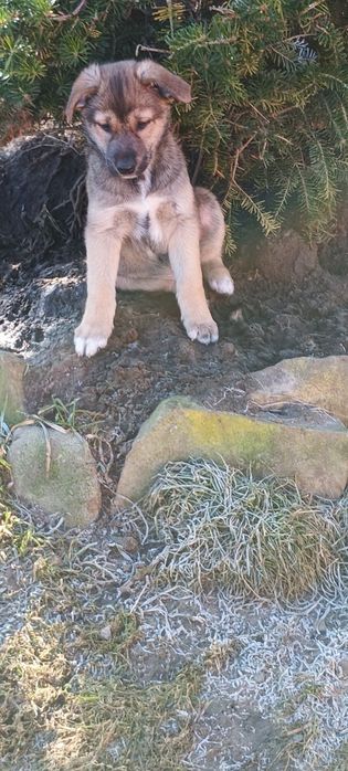 Figiel 2,5 miesięczny szczeniak szuka domu.