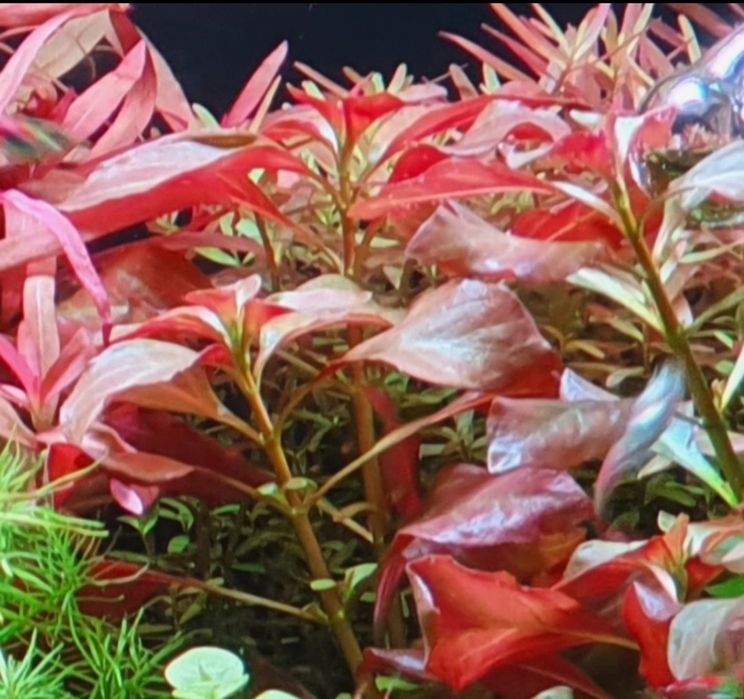 Ludwigia mesakana