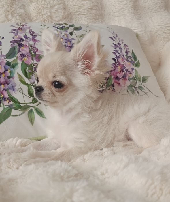 ZAREZERWOWANA! Chihuahua FCI suczka