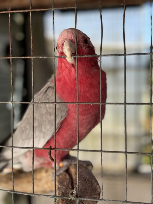 VENDO CASAL ADULTO CATATUAS GALAH