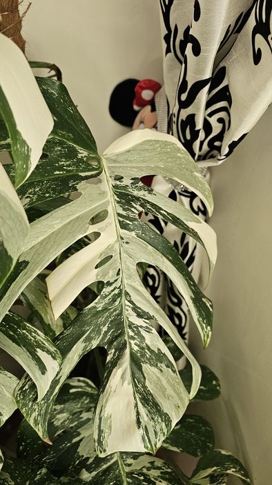 Sprzedam monstera deliciosa variegata..okazja
