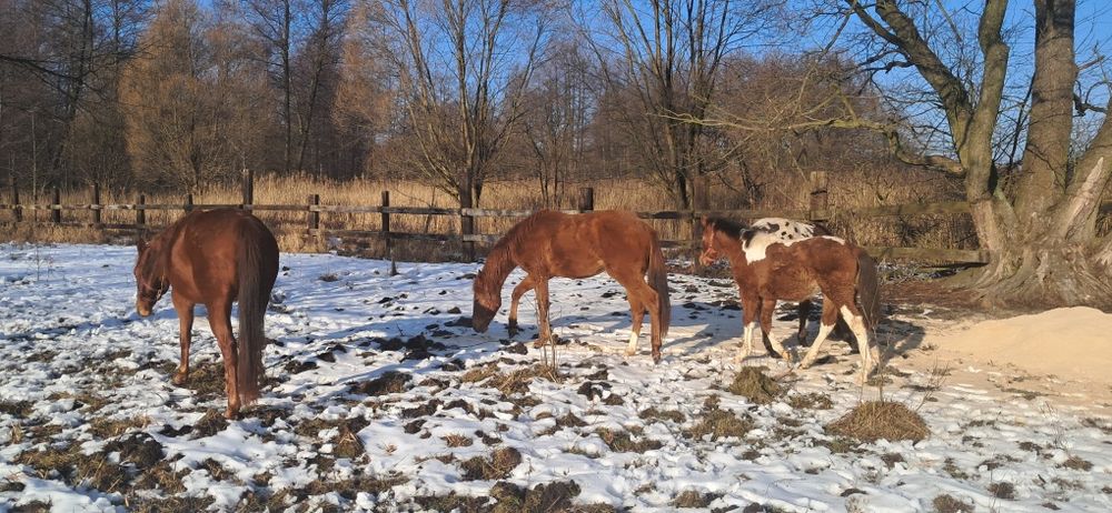 Klaczka AQH półtoraroczna kasztan
