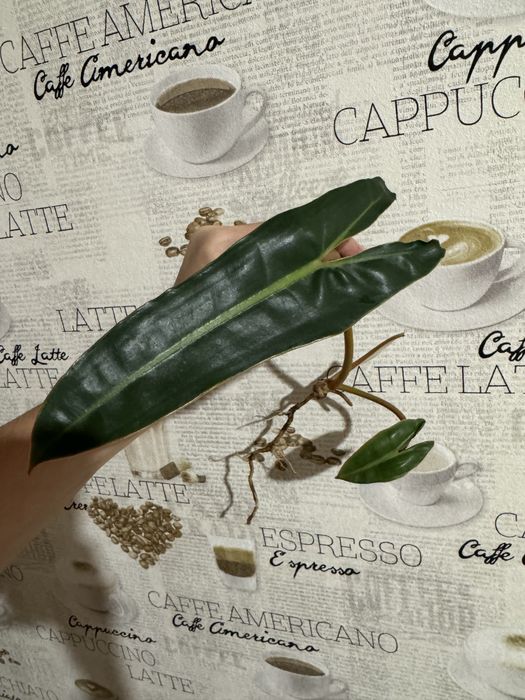 Филодендрон Биллитау (Philodendron billietiae) от вар