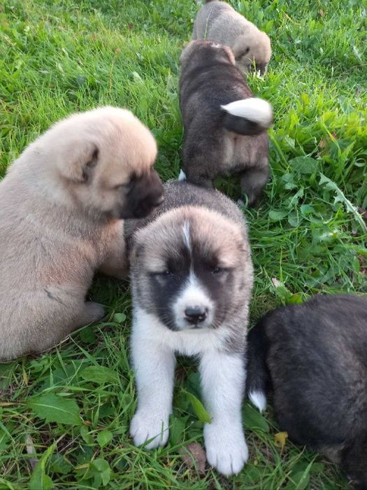 Кавказька вівчарка.Продаються.