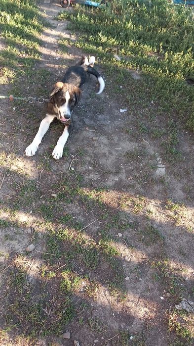 Отдам щенка в хорошие руки