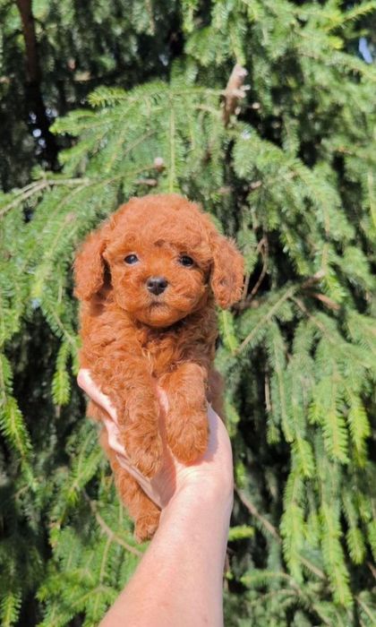 Малиш той пудель шикарнючий